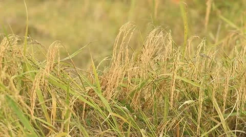 Rice farm Stock Footage 12755256