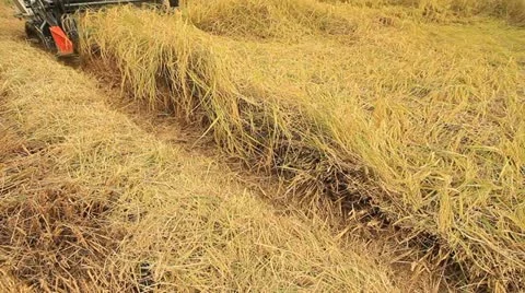 Rice farm Stock Footage 12755936