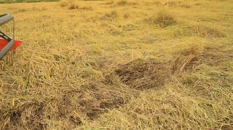 Rice farm Stock Footage 12756863