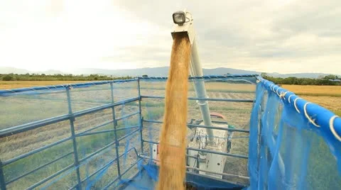 Rice farm Stockbeeldmateriaal 14833053