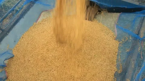 Rice farm 库存影片 14834081