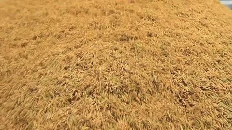 Rice farm Stock Footage 14869948