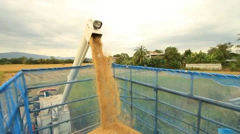 Rice farm Stock Footage