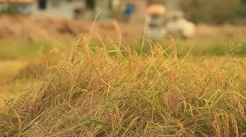 Rice farm 스톡 동영상 14895707