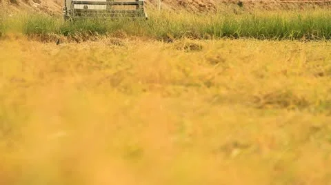 Rice farm Video stock 14900585