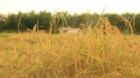 Rice farm Video stock 14910057
