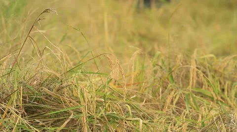 Rice farm 스톡 동영상 14914834