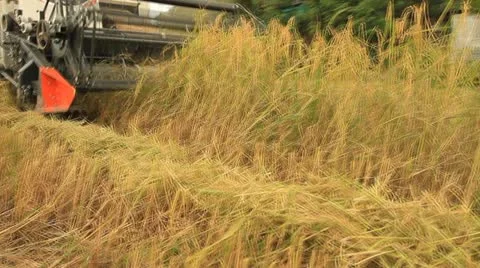 Rice farm Stock Footage
