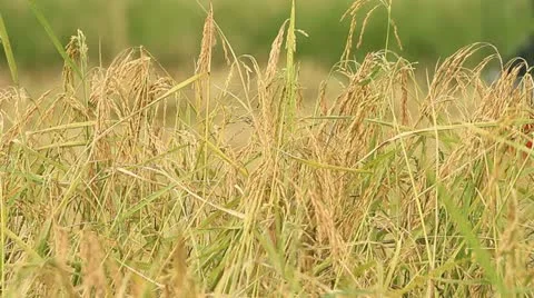 Rice farm 스톡 동영상 14973199