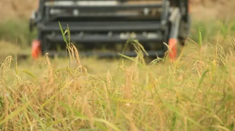 Rice farm Stock Footage 15118618