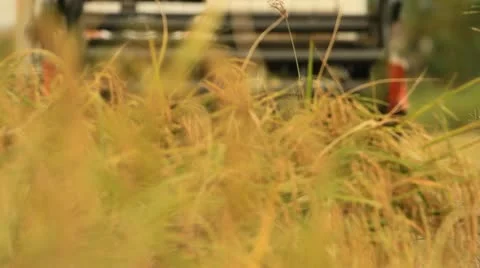 Rice farm Stock Footage 15192200