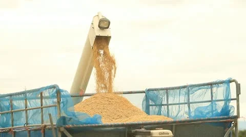 Rice farm Stock Footage