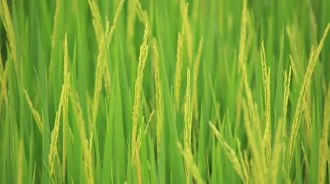 Rice Farm Stock Footage 19849459