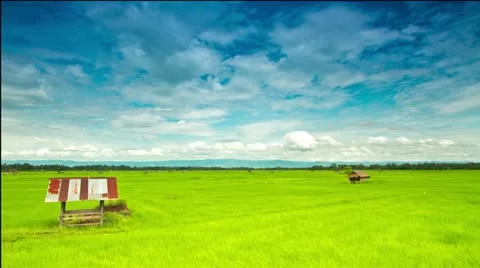 Rice farm Stock Footage 22416579