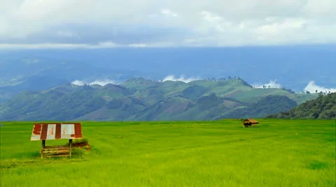 Rice farm 스톡 동영상 22498060