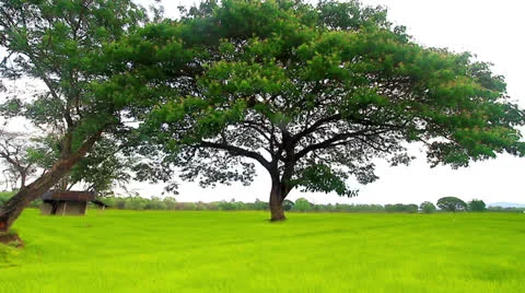 Rice farm Stock Footage 22957506