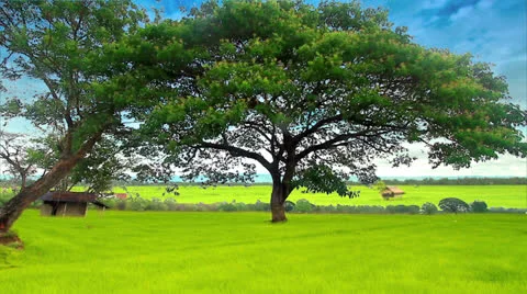 Rice farm 스톡 동영상 22957691