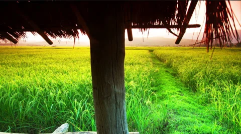 Rice farm Stock Footage 32303140