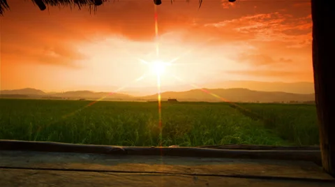 Rice farm Stock Footage 32303646