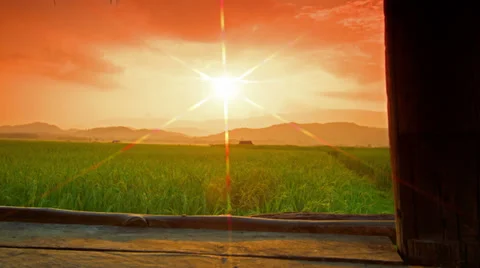 Rice farm Stock Footage 33335534