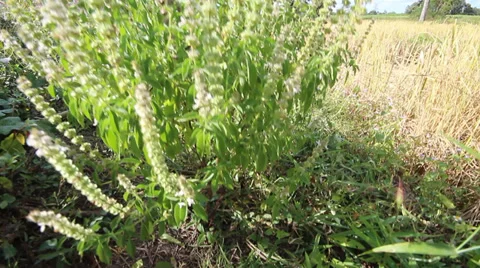 Rice farm 動画素材 33660463