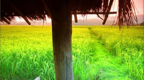 Rice farm Video stock 34680705