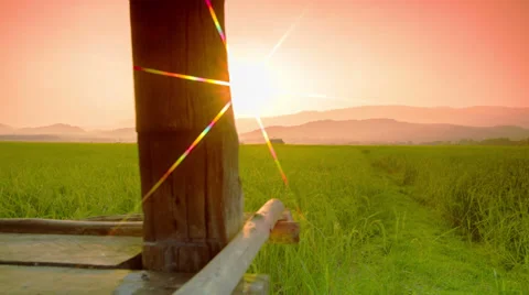 Rice farm Stock Footage 34684885