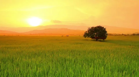 Rice farm Stock Footage 35063387