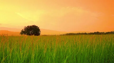 Rice farm Stock Footage 35064420