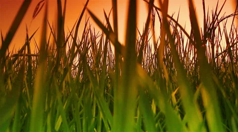 Rice farm Video stock 35097118