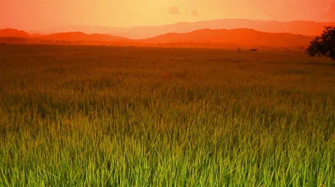 Rice farm Stock Footage 35101777