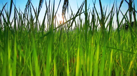 Rice farm Video stock 35106420