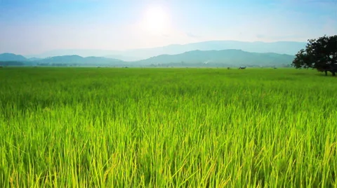 Rice farm Stock Footage 35107849