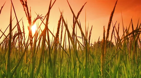 Rice farm Stock Footage 35130329