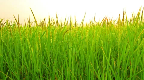 Rice farm Stock Footage 35133619