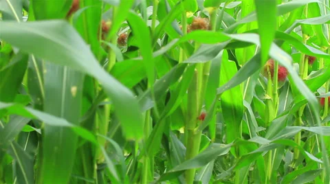 Rice farm Stock Footage 35476095