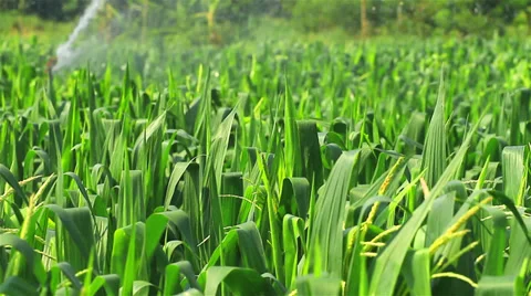 Rice farm Video stock 35512906