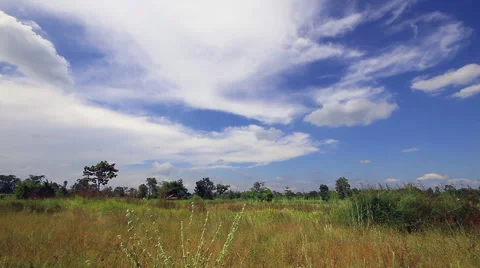 Rice farm 库存影片 43324573