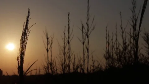 Rice farm Stock Footage 75251685