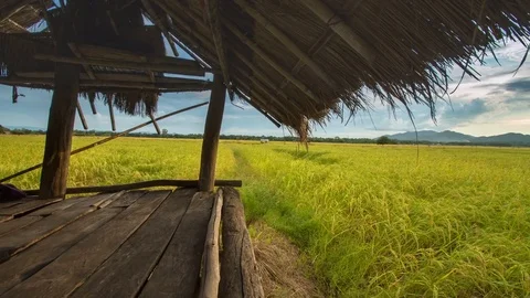 Rice farm Stock Footage 76907677