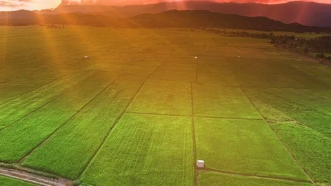 Rice farm Stock Footage 79849286