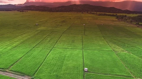 Rice farm Video stock 79849302
