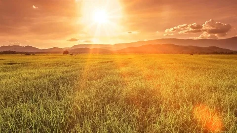 Rice farm Video stock 79887362