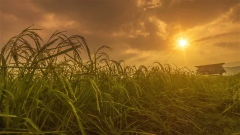 Rice farm Stock Footage 81685499