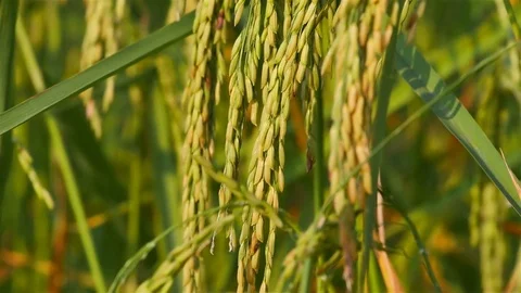 Rice farm Stock Footage 81722107