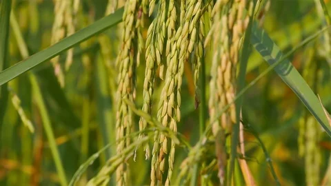 Rice farm Stock Footage 81722206