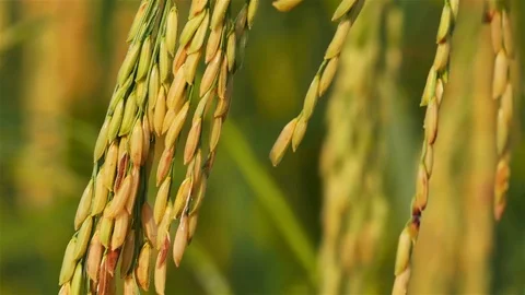 Rice farm Stock Footage 81722302