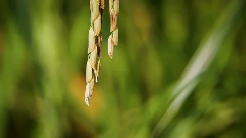 Rice farm Stock Footage 81726659