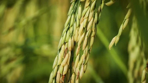 Rice farm Stock Footage 81726678