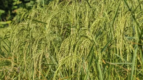 Rice farm Stock Footage 81802723